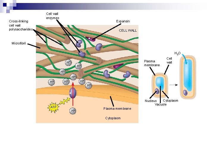 Plant Responses Basic Signal Transduction Pathway 1 Reception