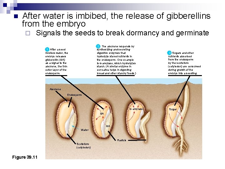 n After water is imbibed, the release of gibberellins from the embryo ¨ Signals