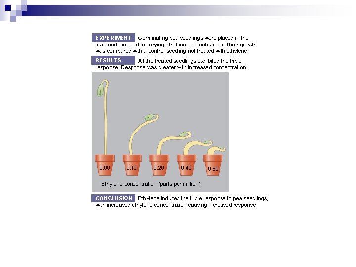 EXPERIMENT Germinating pea seedlings were placed in the dark and exposed to varying ethylene