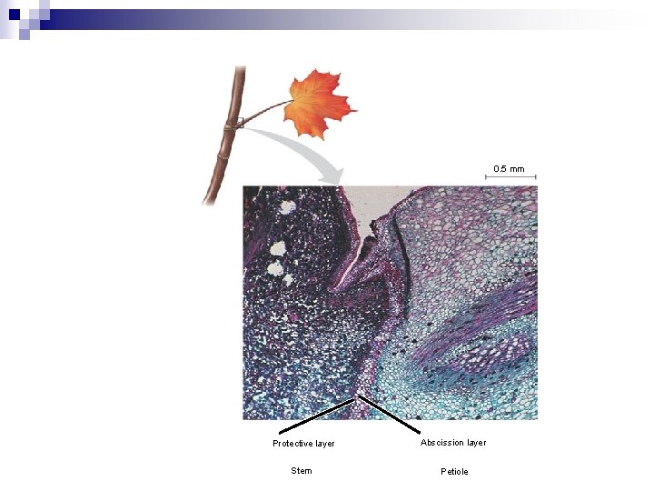 0. 5 mm Protective layer Abscission layer Stem Petiole 