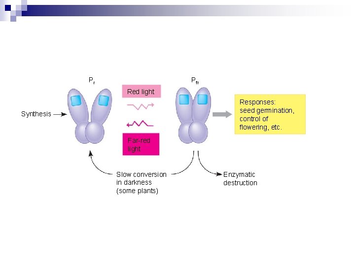 Pr Pfr Red light Responses: seed germination, control of flowering, etc. Synthesis Far-red light