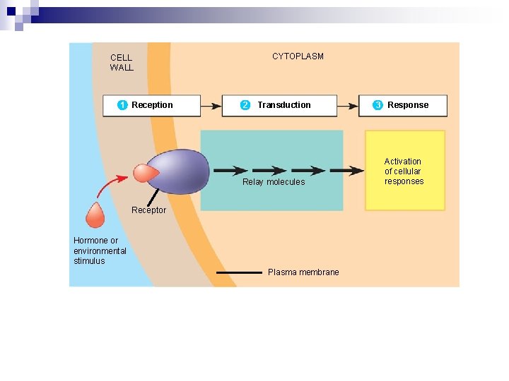 CYTOPLASM CELL WALL 1 Reception 2 Transduction Relay molecules Receptor Hormone or environmental stimulus