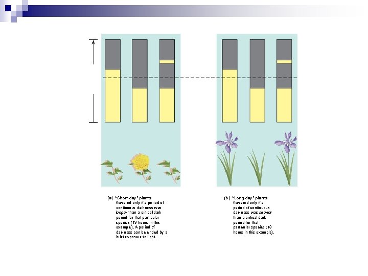 (a) “Short-day” plants flowered only if a period of continuous darkness was longer than