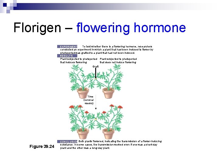 Florigen – flowering hormone To test whethere is a flowering hormone, researchers EXPERIMENT conducted