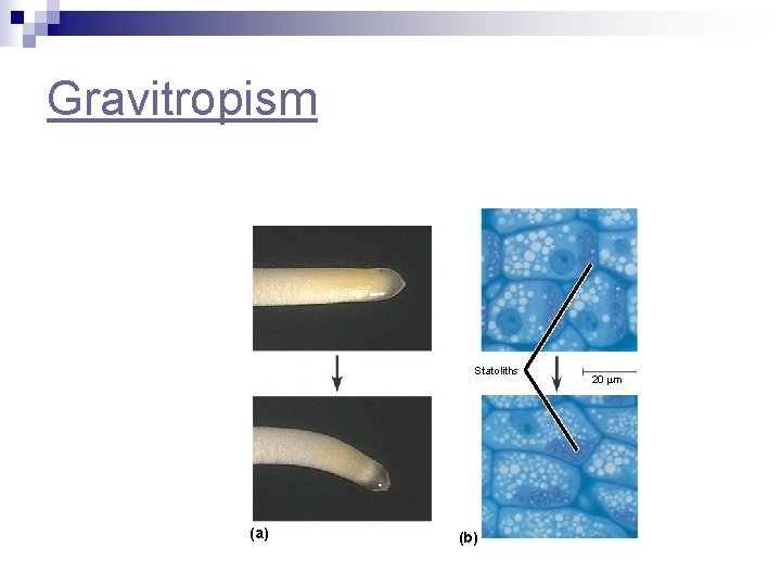 Gravitropism Statoliths (a) (b) 20 m 