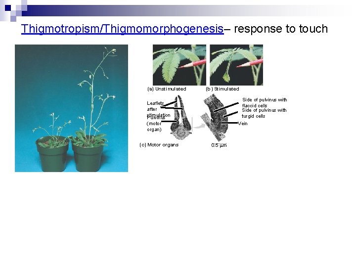 Thigmotropism/Thigmomorphogenesis– response to touch (a) Unstimulated (b) Stimulated Side of pulvinus with flaccid cells