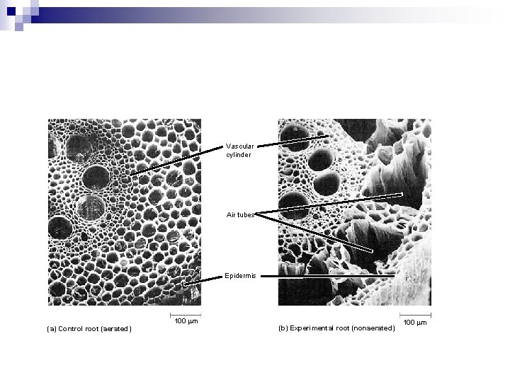 Vascular cylinder Air tubes Epidermis (a) Control root (aerated) 100 m (b) Experimental root