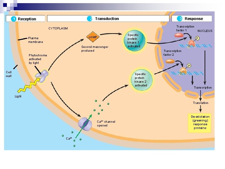 2 Transduction 1 Reception 3 Response Transcription factor 1 CYTOPLASM c. GMP Plasma membrane