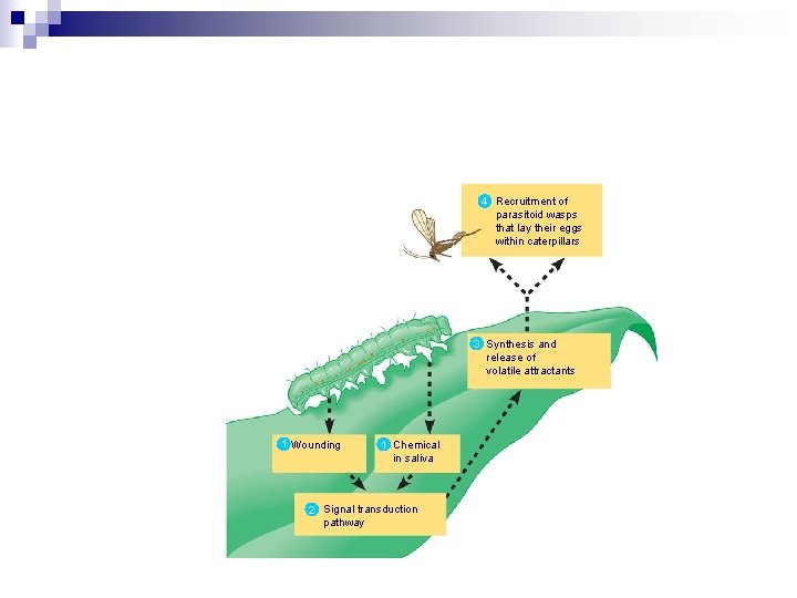 4 Recruitment of parasitoid wasps that lay their eggs within caterpillars 3 Synthesis and