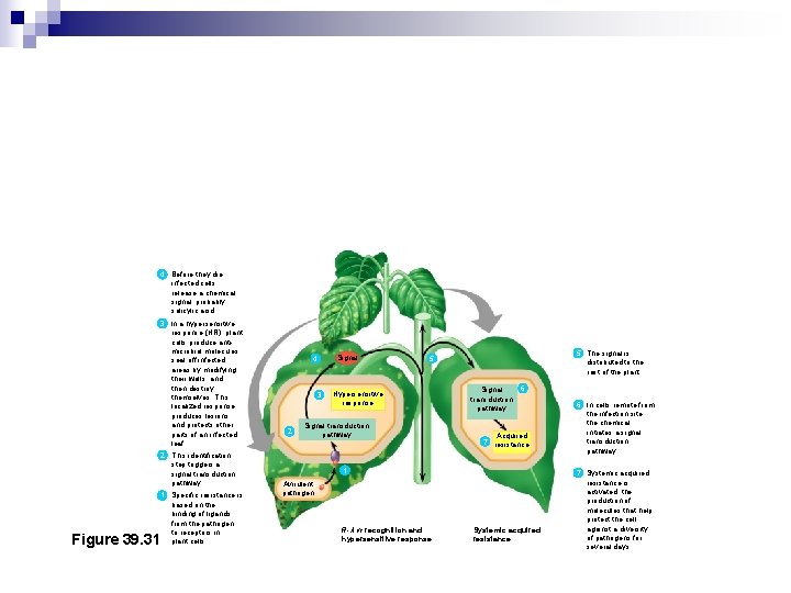 4 Before they die, infected cells release a chemical signal, probably salicylic acid. 3