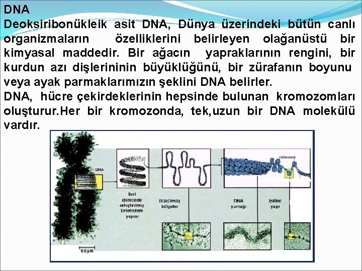 DNA Deoksiribonükleik asit DNA, Dünya üzerindeki bütün canlı organizmaların özelliklerini belirleyen olağanüstü bir kimyasal