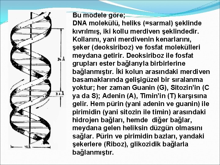 Bu modele göre; DNA molekülü, heliks (=sarmal) şeklinde kıvrılmış, iki kollu merdiven şeklindedir. Kollarını,