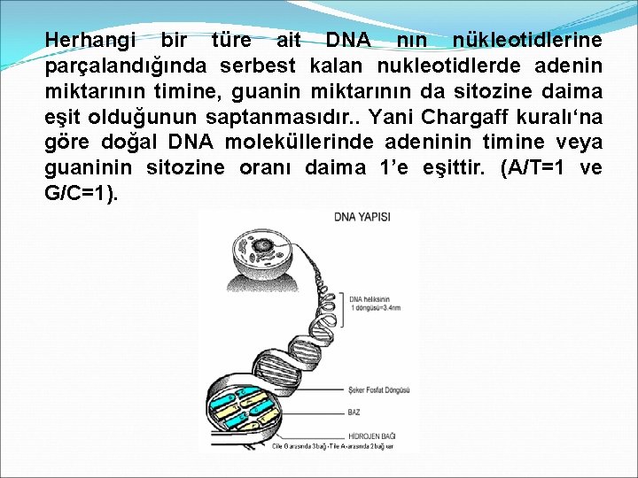 Herhangi bir türe ait DNA nın nükleotidlerine parçalandığında serbest kalan nukleotidlerde adenin miktarının timine,