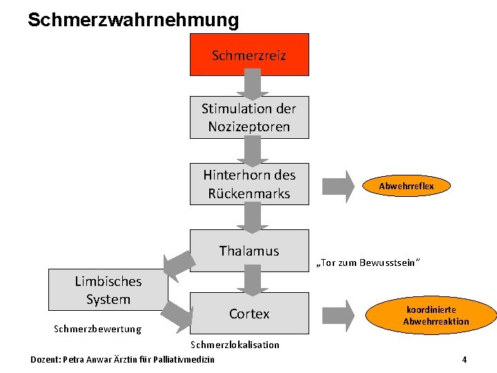 Schmerzwahrnehmung Schmerzreiz Stimulation der Nozizeptoren Hinterhorn des Rückenmarks Thalamus Limbisches System Cortex Schmerzbewertung Abwehrreflex