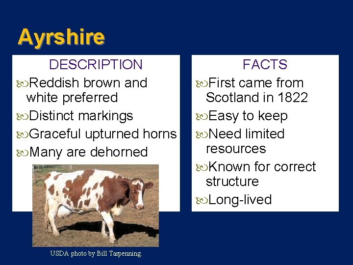 Ayrshire DESCRIPTION Reddish brown and white preferred Distinct markings Graceful upturned horns Many are