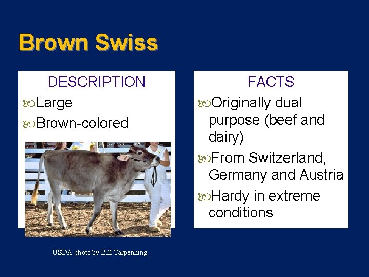 Brown Swiss DESCRIPTION Large Brown-colored USDA photo by Bill Tarpenning. FACTS Originally dual purpose