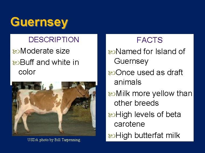 Guernsey DESCRIPTION Moderate size Buff and white in color USDA photo by Bill Tarpenning.