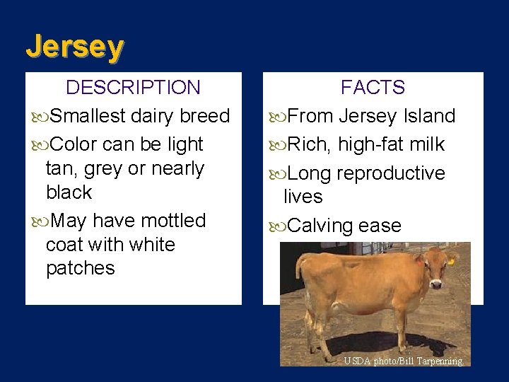 Jersey DESCRIPTION Smallest dairy breed Color can be light tan, grey or nearly black