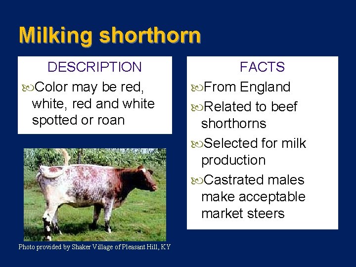 Milking shorthorn DESCRIPTION Color may be red, white, red and white spotted or roan