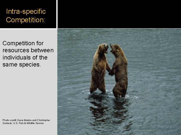 Intra-specific Competition: Competition for resources between individuals of the same species. Photo credit: Dave