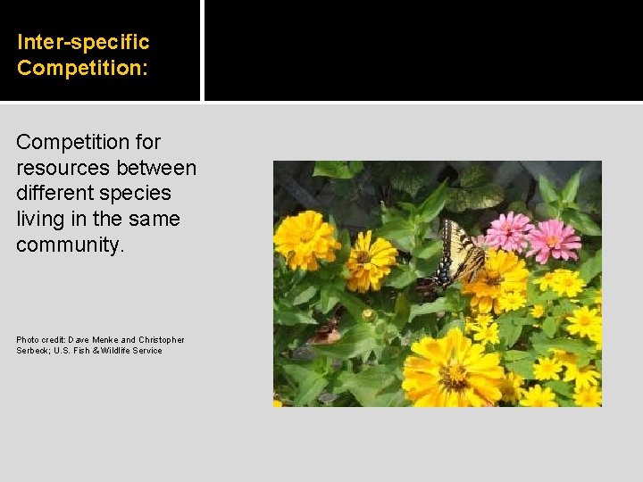 Inter-specific Competition: Competition for resources between different species living in the same community. Photo