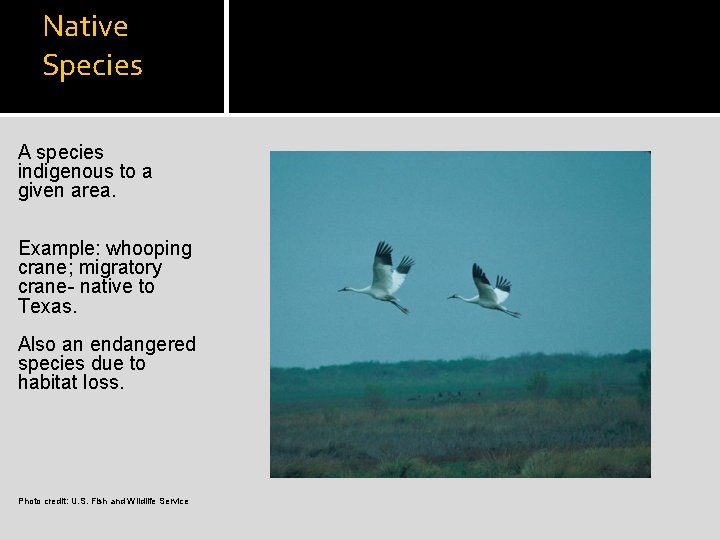 Native Species A species indigenous to a given area. Example: whooping crane; migratory crane-