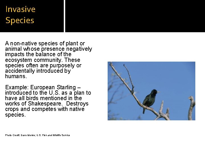 Invasive Species A non-native species of plant or animal whose presence negatively impacts the