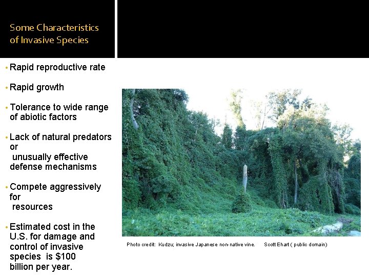Some Characteristics of Invasive Species • Rapid reproductive rate • Rapid growth • Tolerance