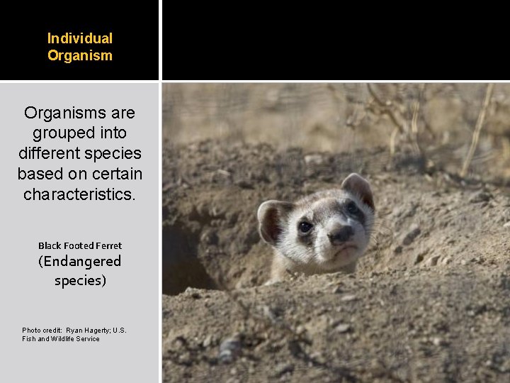 Individual Organisms are grouped into different species based on certain characteristics. Black Footed Ferret