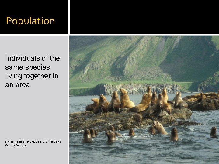 Population Individuals of the same species living together in an area. Photo credit by