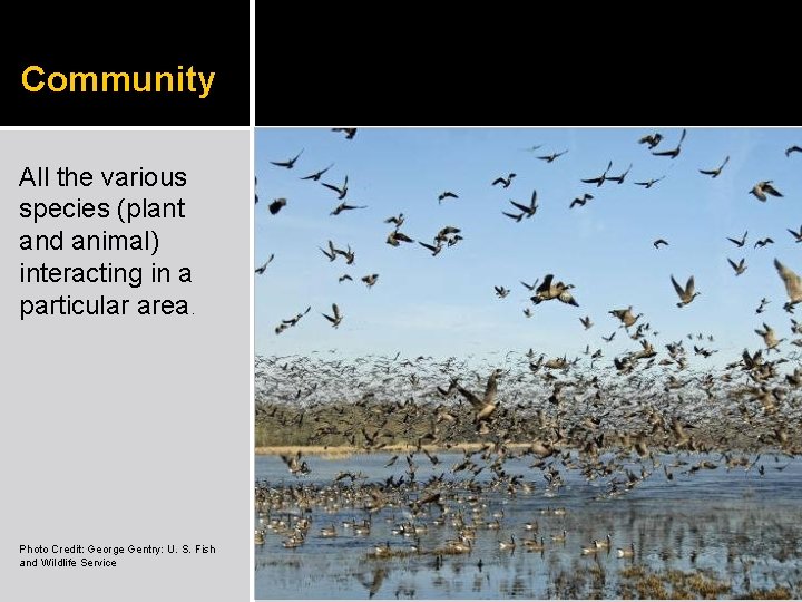 Community All the various species (plant and animal) interacting in a particular area. Photo