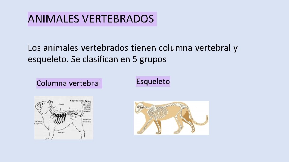 ANIMALES VERTEBRADOS Los animales vertebrados tienen columna vertebral y esqueleto. Se clasifican en 5