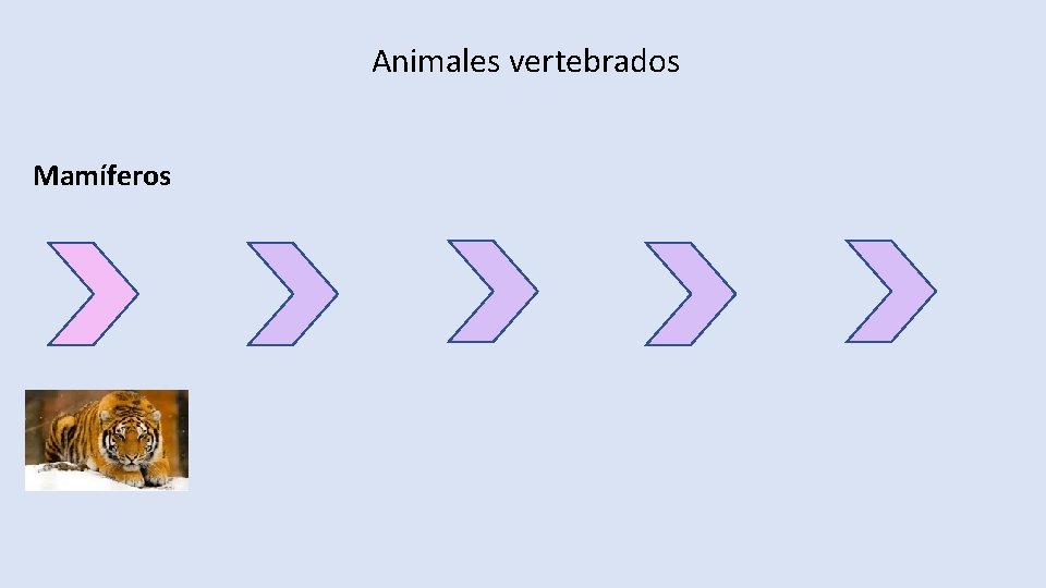 Animales vertebrados Mamíferos 