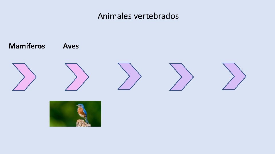 Animales vertebrados Mamíferos Aves 
