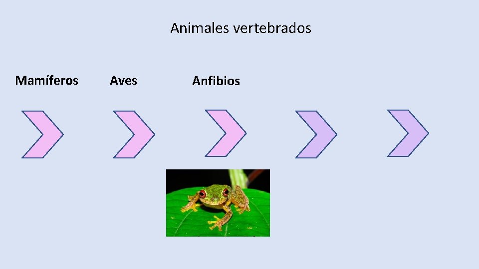 Animales vertebrados Mamíferos Aves Anfibios 