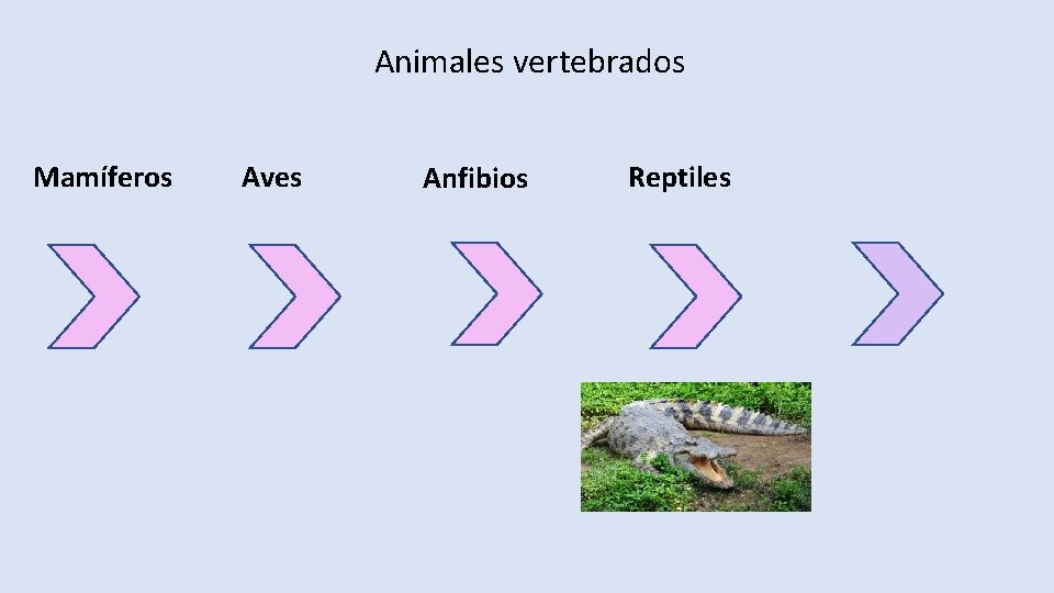 Animales vertebrados Mamíferos Aves Anfibios Reptiles 