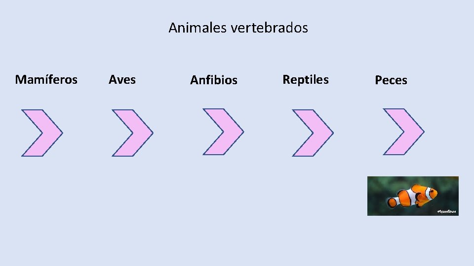 Animales vertebrados Mamíferos Aves Anfibios Reptiles Peces 