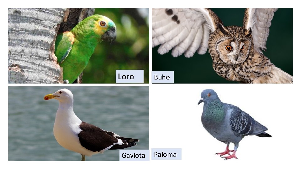 Loro Gaviota Buho Paloma 