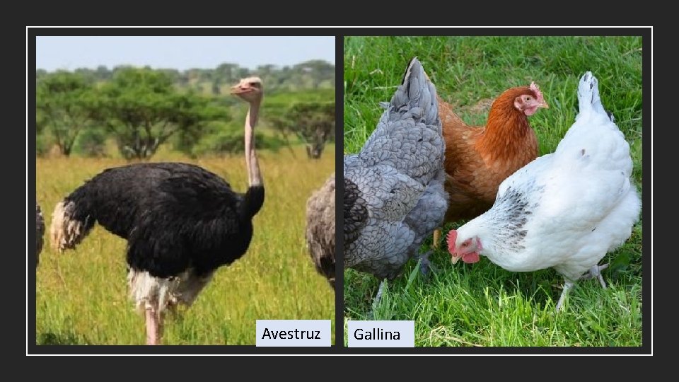 Avestruz Gallina 