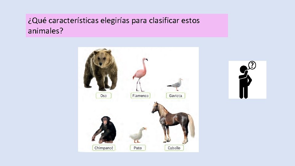 ¿Qué características elegirías para clasificar estos animales? 