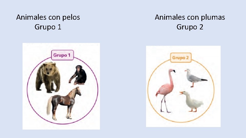 Animales con pelos Grupo 1 Animales con plumas Grupo 2 