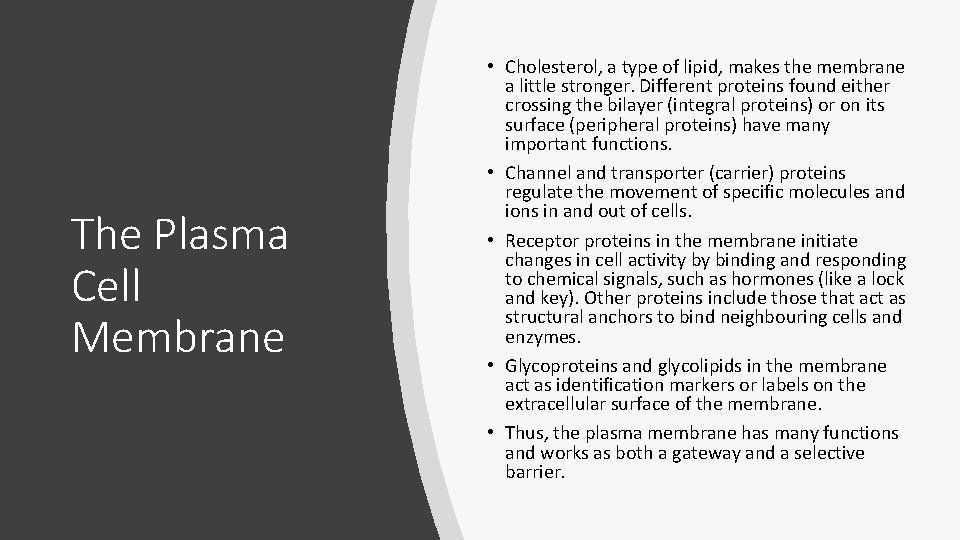 The Plasma Cell Membrane • Cholesterol, a type of lipid, makes the membrane a The Plasma Cell Membrane • Cholesterol, a type of lipid, makes the membrane a
