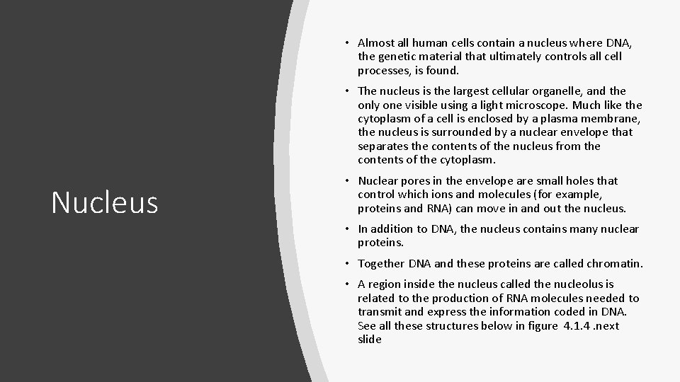 • Almost all human cells contain a nucleus where DNA, the genetic material • Almost all human cells contain a nucleus where DNA, the genetic material