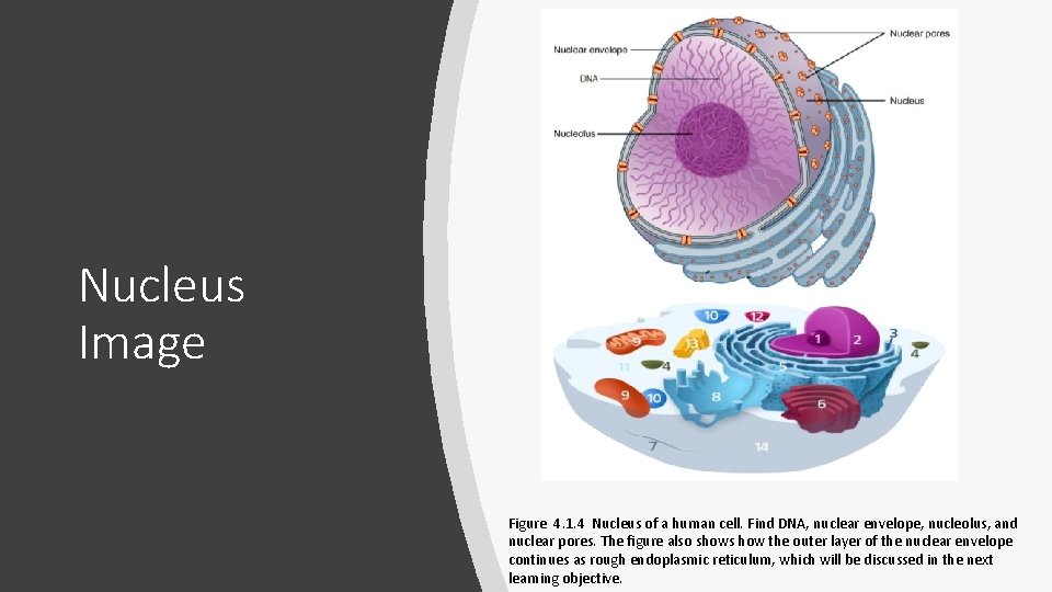 Nucleus Image Figure 4. 1. 4 Nucleus of a human cell. Find DNA, nuclear Nucleus Image Figure 4. 1. 4 Nucleus of a human cell. Find DNA, nuclear