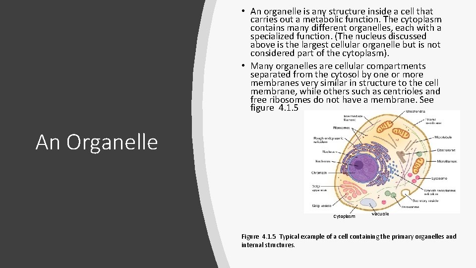 • An organelle is any structure inside a cell that carries out a • An organelle is any structure inside a cell that carries out a