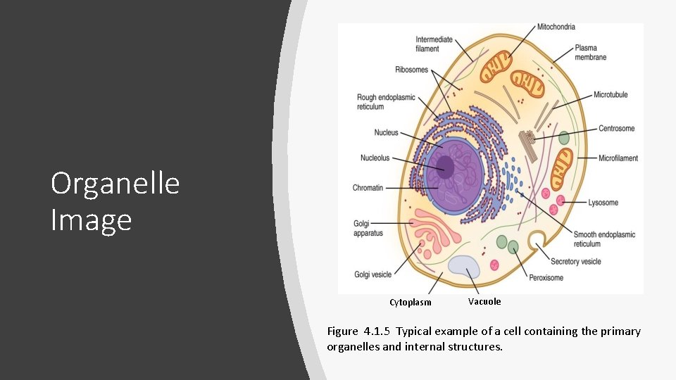 Organelle Image Cytoplasm Vacuole Figure 4. 1. 5 Typical example of a cell containing Organelle Image Cytoplasm Vacuole Figure 4. 1. 5 Typical example of a cell containing