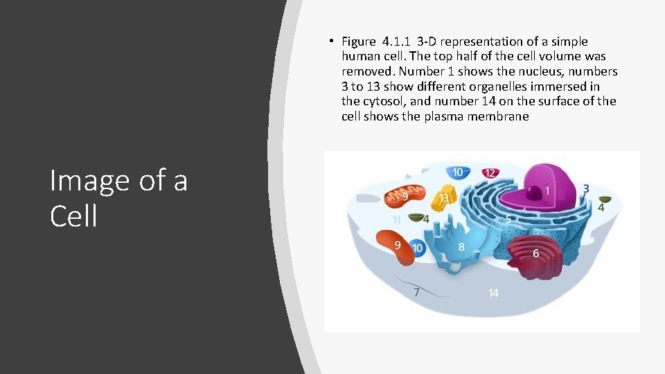 • Figure 4. 1. 1 3 -D representation of a simple human cell. • Figure 4. 1. 1 3 -D representation of a simple human cell.