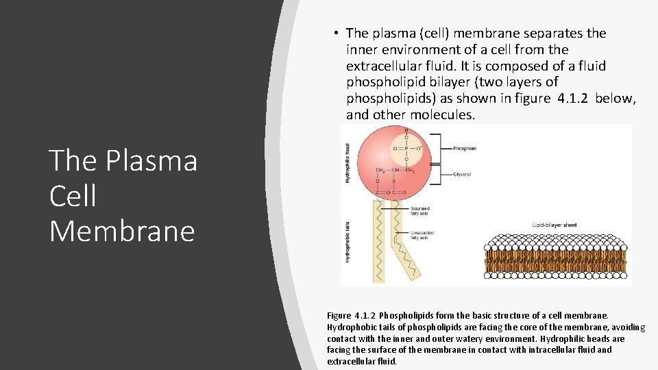 • The plasma (cell) membrane separates the inner environment of a cell from • The plasma (cell) membrane separates the inner environment of a cell from