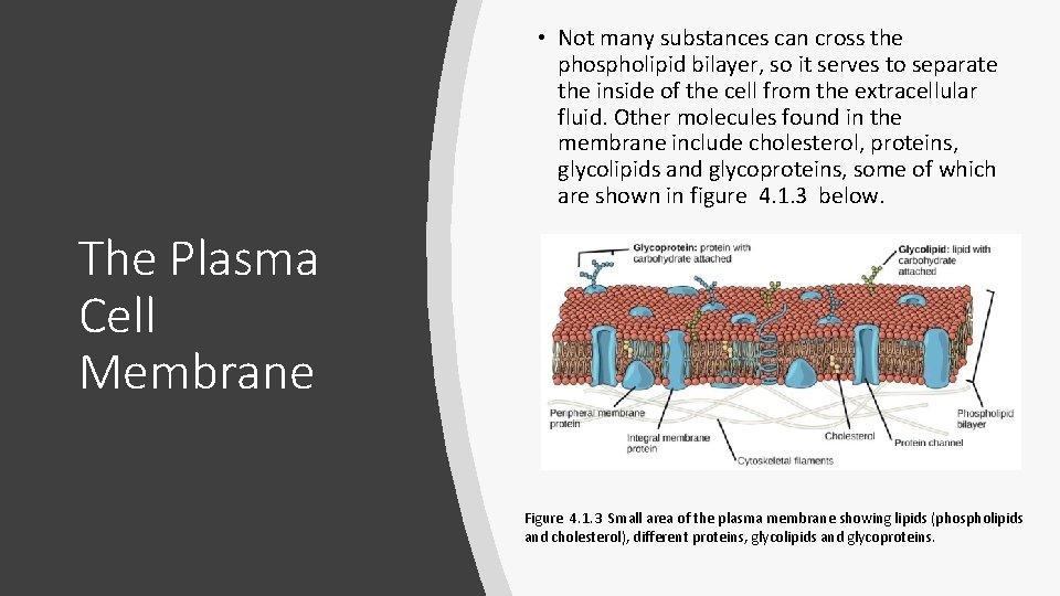 • Not many substances can cross the phospholipid bilayer, so it serves to • Not many substances can cross the phospholipid bilayer, so it serves to