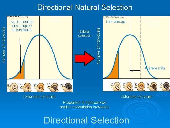 Snail coloration best adapted to conditions Average New average Natural selection Previous average Number